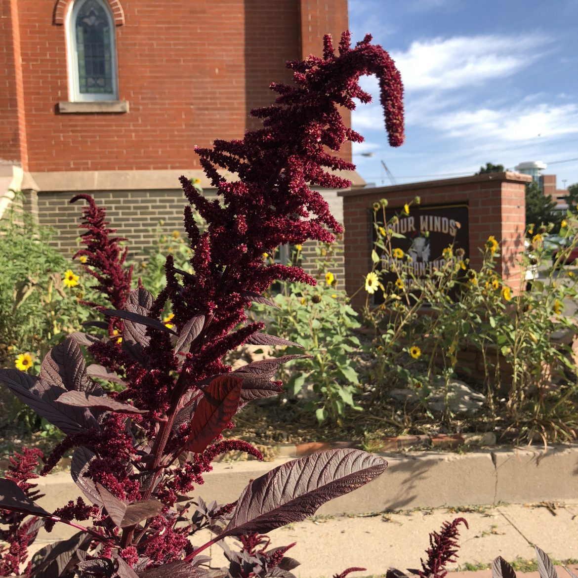 Hopi Amaranth grown at Four Winds American Indian Council in Denver, Colorado